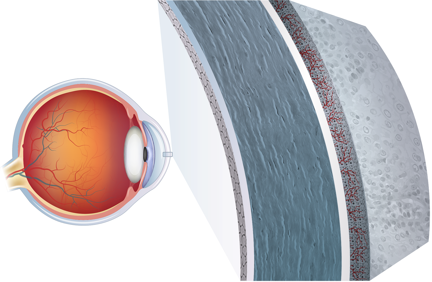 corneal layers